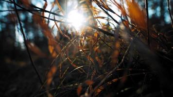 Dried and yellowed grass with brown sticks against high bare trees in dark autumn forest at bright sunset macro slow motion video