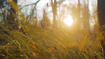 Green and yellow grass growing on forest glade with high trees of dense forest against bright-colored sunset closeup slow motion video