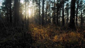 puesta de sol de color naranja brillante sobre un denso bosque de coníferas con pinos altos arbustos desnudos y hierba amarillenta a cámara lenta