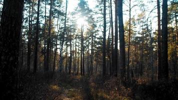 Bosque de coníferas con densos pinos altos, hierba amarillenta y arbustos desnudos bajo un cielo despejado al atardecer a cámara lenta video