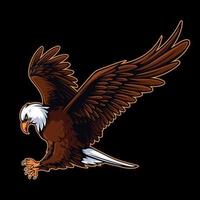 Vector illustration of attacking bald eagle. Bald eagle hunting for prey