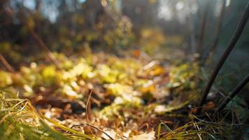 herbe verte et jaune vibrante parsemée de feuilles et de bâtons bruns tombés dans la forêt d'automne à la lumière du soleil, vue rapprochée au ralenti video