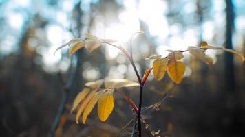 petites feuilles jaunies poussant sur une fine branche de buisson près de grands arbres de la forêt au coucher du soleil orange extrême gros plan ralenti video