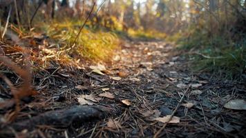 Narrow path with yellowed fallen leaves and pine needles in forest with coniferous trees at bright sunset light closeup slow motion video