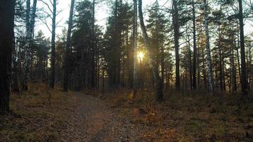 Narrow ground path strewn with fallen leaves and dry pine needles of dense coniferous forest at orange sunset in autumn slow motion video