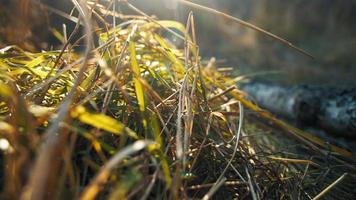 herbe sèche sous la lumière du soleil video