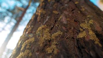 High pine tree trunk covered with thick bark and moss spots in dense forest at bright sunlight under blue autumn sky macro slow motion