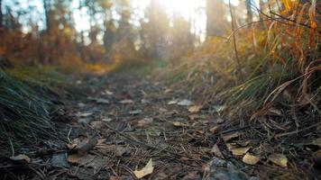 Schmaler Bodenpfad mit gelben Laub und trockenen Kiefernnadeln im Herbstwald bei hellem Sonnenuntergang Licht extreme Nahaufnahme Zeitlupe video