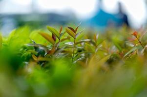 Top green tea leaves of soft tea leaves Nature travel ideas With copy space photo