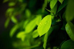 Green tea leaves, young shoots that are beautiful photo