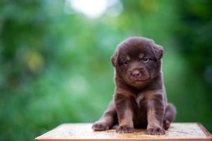 Cute brown puppies sitting on the table photo