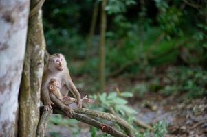 monos y monos en el bosque fértil foto