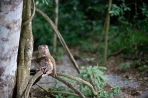 monos y monos en el bosque fértil foto