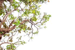 Beautiful tree on a white background Natural concept photo