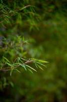 árboles de bambú verde en la temporada de lluvias de Tailandia bambú verde, concepto natural foto