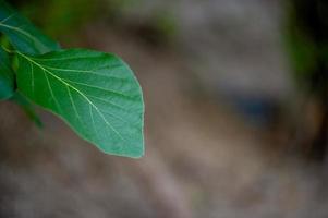 Green leaves, green leaf photos that are rich in natural areas Concept of nature love