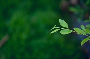 las hojas jóvenes de hojas verdes de té verde son abundantes. concepto natural foto