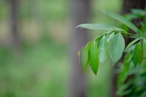 las hojas verdes están en el área verde en la temporada de lluvias. abundantes conceptos naturales foto