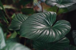 Green leaves from nature Green area and leaves Natural concept photo