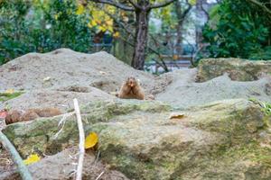 The black-tailed prairie dog in the zoo photo