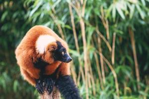 portrait of red-ruffed-lemur on the green background photo