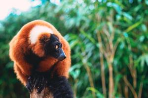 portrait of red-ruffed-lemur on the green background photo