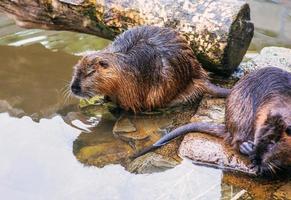 castores en el agua en el zoológico foto