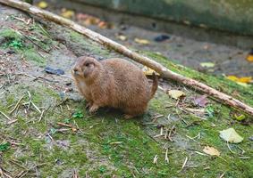 The black-tailed prairie dog in the zoo
