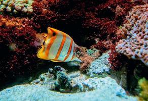 Colorful tropical fishes and corals underwater in the aquarium photo