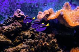 coloridos peces tropicales y corales bajo el agua en el acuario foto