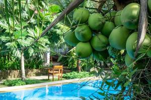 Bokeh Photo of Coconuts on a Palm Tree with Swimming Pool and Garden in the Background at a Hotel in Phu Quoc, Vietnam