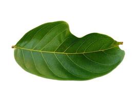 Nephelium lappaceum leaves or rambutan leaf on white background photo