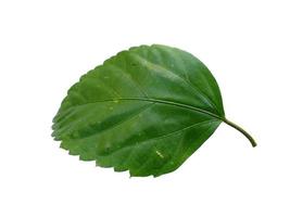 Hibiscus leaf on white background photo