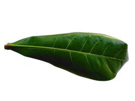 Sea almond leaves or terminalia catappa leaf Isolated on white background photo