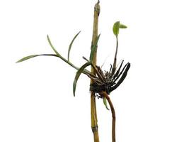 Orchid tree on white background. Orchid with green leaf photo