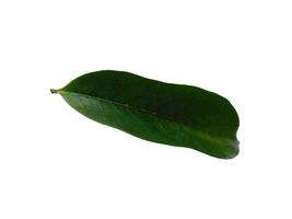 sirsak or Soursop or Annona muricata leaves on white background photo