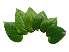 Green betel leaf isolated on white background photo