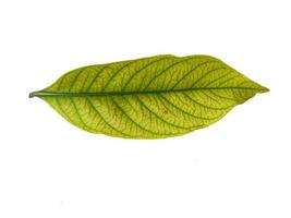 Kacapiring or Gardenia augusta or cape jasmine leaves isolated on white background photo