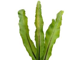 nido de pájaro helecho o asplenium nidus aislado sobre fondo blanco foto