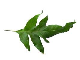 Green leaves Phlebodium aureum isolated on white background photo