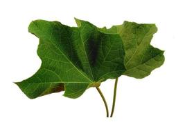 Ricinus communis leaf Isolated on white background photo