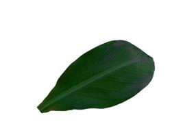 Canna indica leaf on white background. Tree with green leaves photo