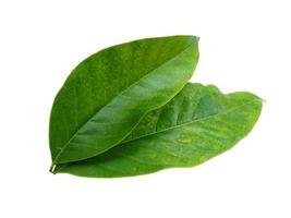 Magnolia champaca leaf on white background photo