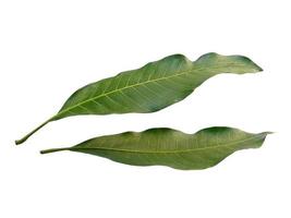 Mangifera indica or mango Green leaf on white background photo