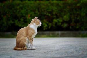 gato doméstico tailandés sentado en el suelo de cemento foto