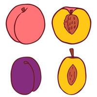 Hand drawn line art cartoon peach and plum. Isolated vector flat illustration.