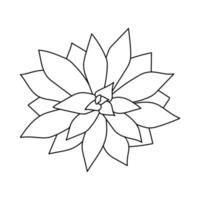 Succulent echeveria agavoides in doodle style. Vector illustration plant hand drawn. Black outline isolated element on a white background. Sketch desert flower for print and design.