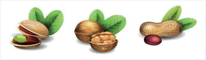 Big collection of ripe nuts Vector eps 10