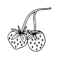 outline two strawberries, hand drawing, isolated on white background vector