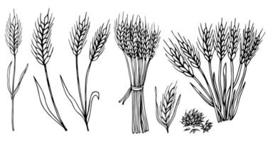 Ears of wheat. Vector illustration. Vintage set